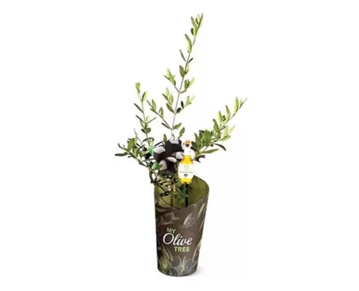 Aldi Is Selling $12 Olive Trees | Apartment Therapy