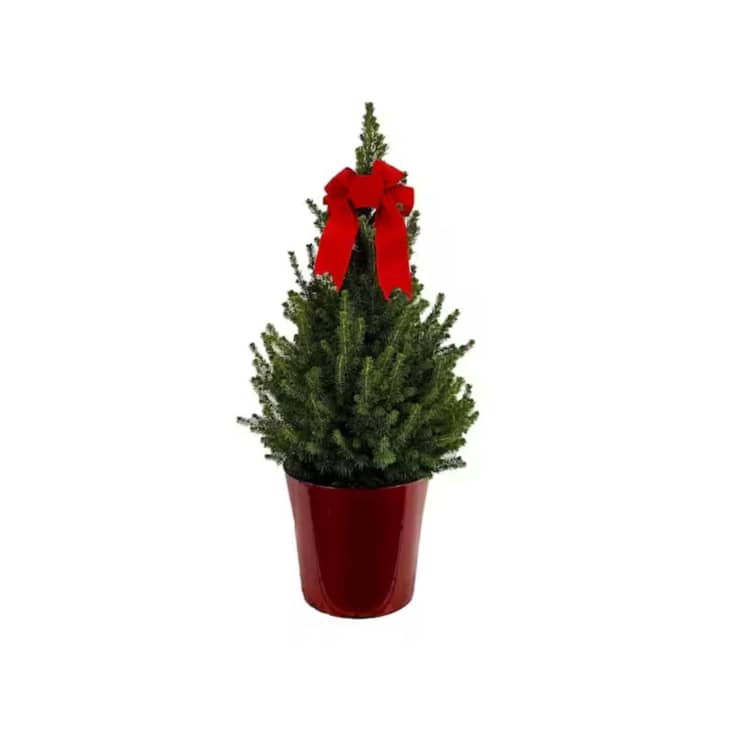 10-Inch Live Holiday Spruce Tree at Home Depot