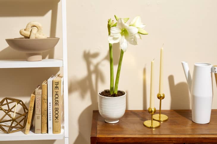 Head on shot of a white amaryllis plant in a grey ceramic planter, on a dark wood console table.  To the left is a white shelving unit with an assortment of home decor books and decorative bowls.