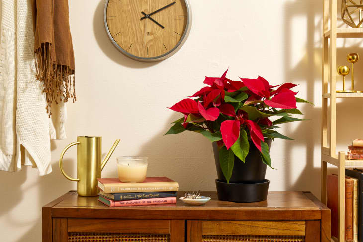 Head on shot of a living room scene, with a poinsettia in a black planter, sitting on a dark wood table.