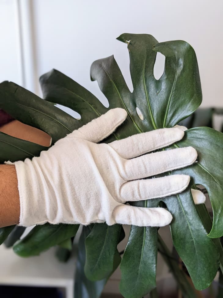 Someone using cotton glove to dust large monstera plant leaf.