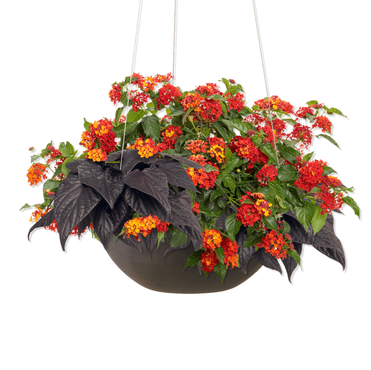 Product Image: Outdoor Tropical Collection, Hanging Basket