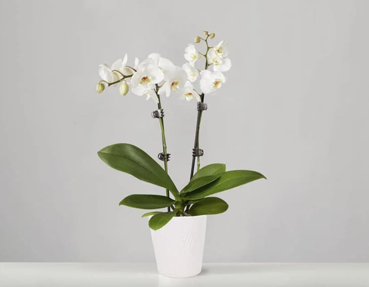 Small Phalaenopsis Orchid, White at Plants.com