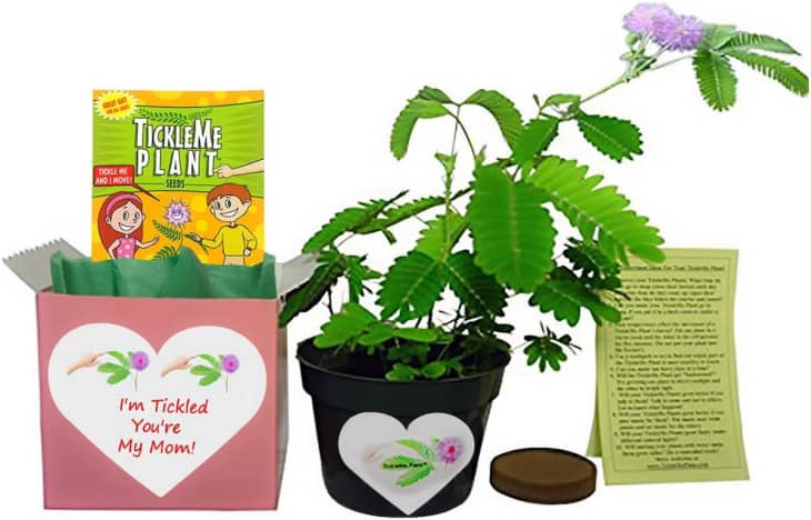 TickleMe Plant Mother's Day Gift Set at Amazon