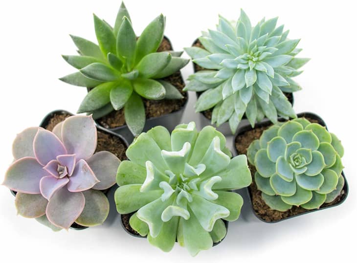 The Best Plants To Give As Gifts Apartment Therapy - Nice Plants To Give As Gifts
