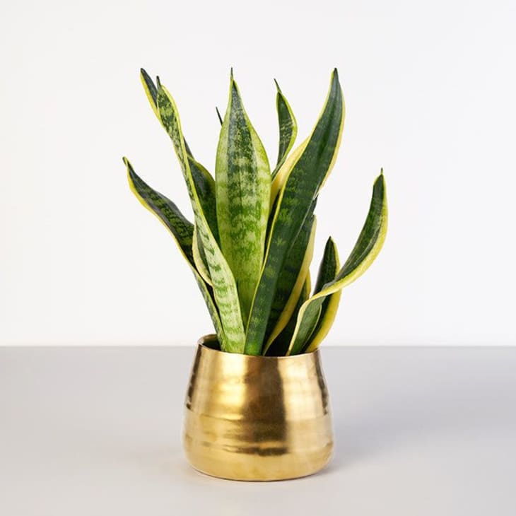 The Best Plants To Give As Gifts Apartment Therapy - What Plants To Give As Gifts