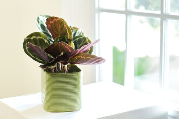 8 Best Plant Subscription Services Apartment Therapy
