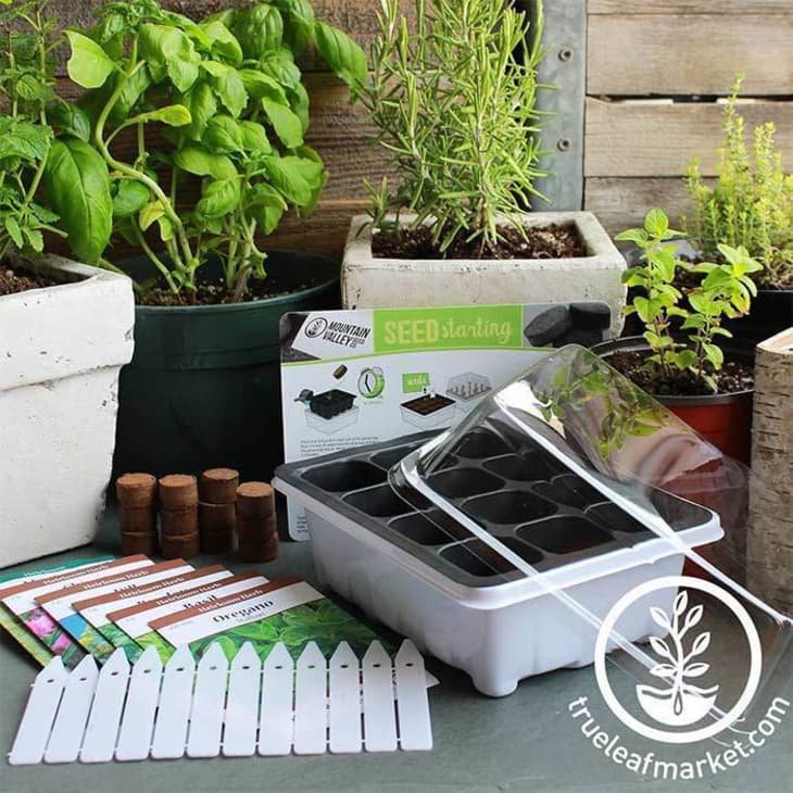 10 Best Indoor Herb Growing Kits 2020 Apartment Therapy