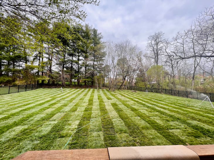 large back yard with lawn with mowing stripes. trees around
