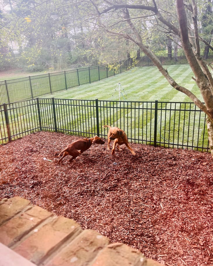 large back yard with lawn and dog run area. 2 dogs playing