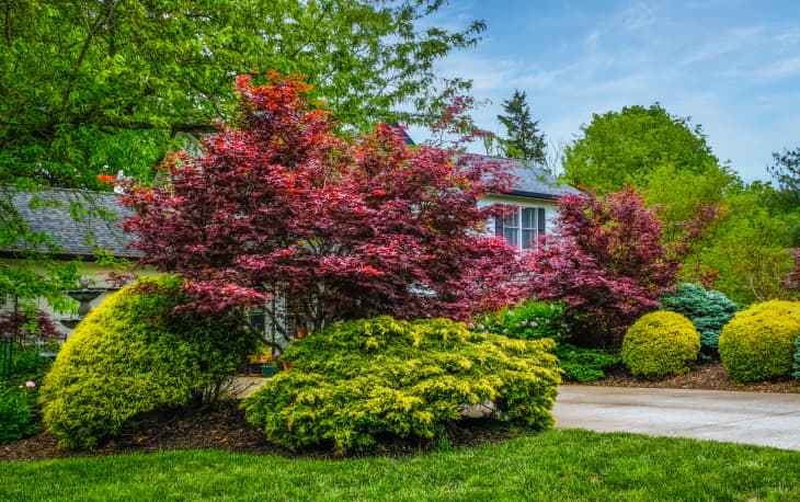 The 6 Trees Real Estate Experts Say Add Curb Appeal to Your Yard |  Apartment Therapy