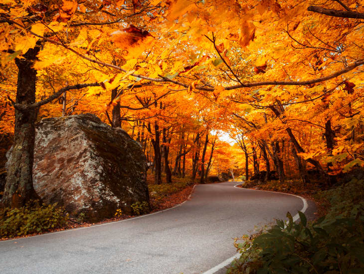 winding road with fall foliage