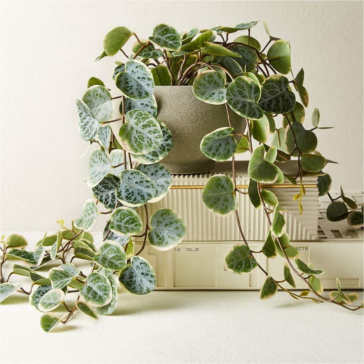 Product Image: 8" Potted Faux Eucalyptus