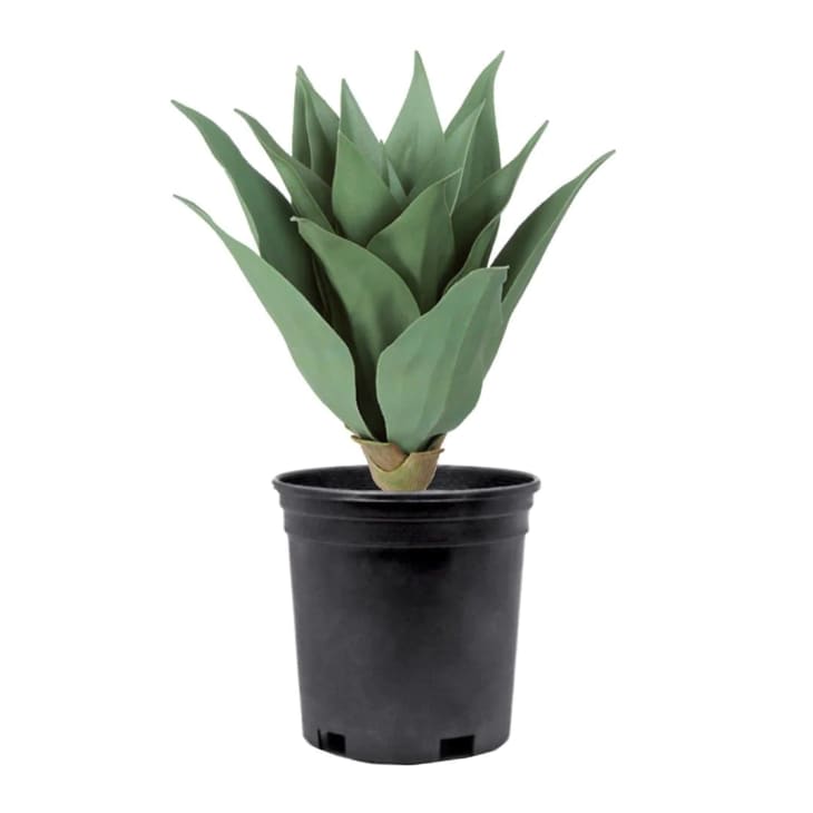 Product Image: UV Protected Outdoor Agave