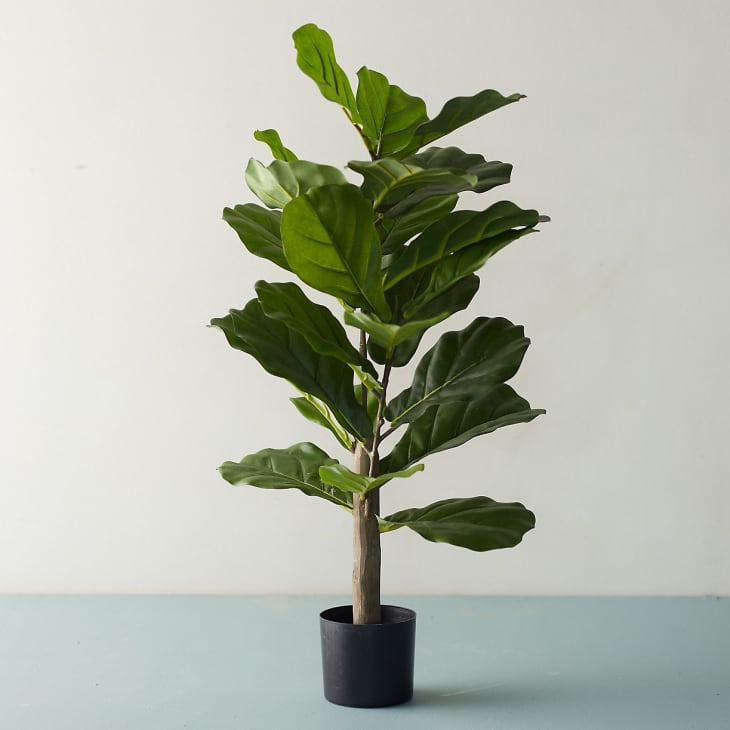 Product Image: 2.5' Faux Fiddle Leaf Fig Tree