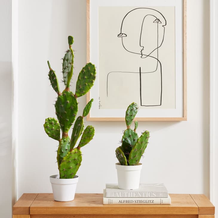 Product Image: Faux Potted Flat Cacti Plant