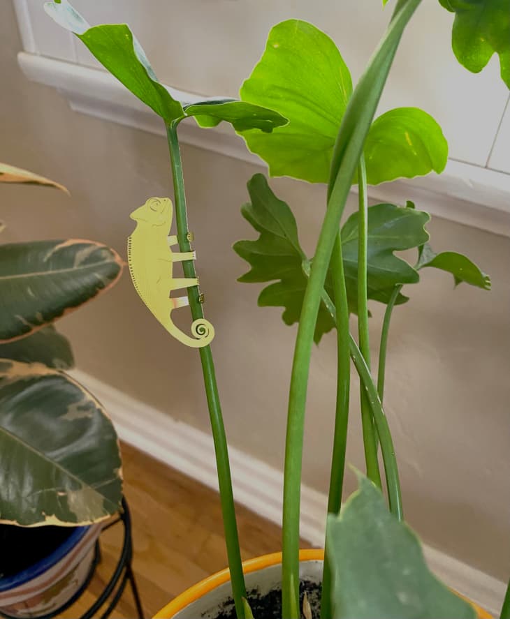 AnotherStudio Plant Animal Decorations (Tested, Photos) | Apartment Therapy
