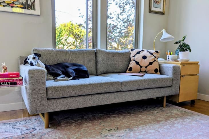 gray West Elm Eddy sofa in someone's home. Dog in photo