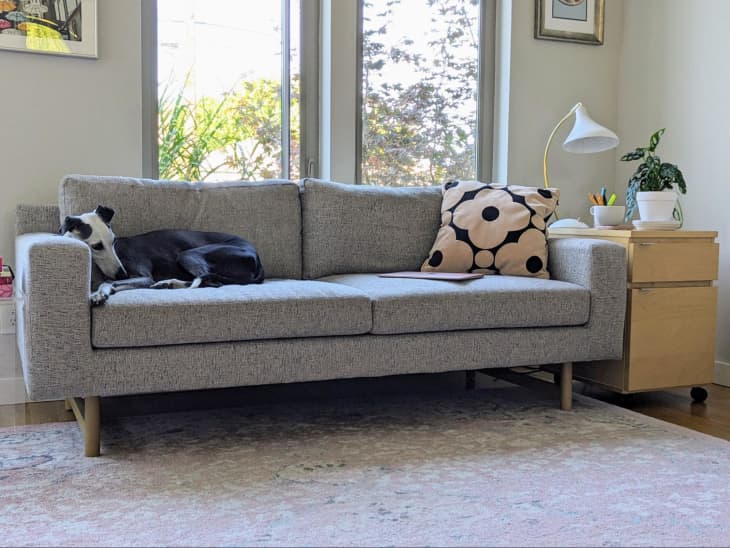 gray West Elm Eddy sofa in someone's home. Dog in photo