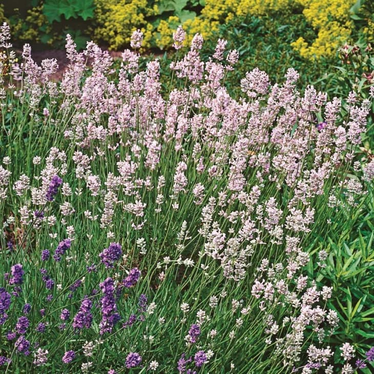 Lavender Rosea from White Flower Farm