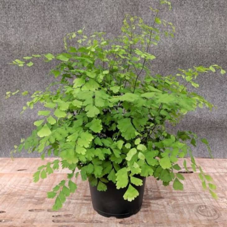 Maidenhair蕨类植物在播种机中