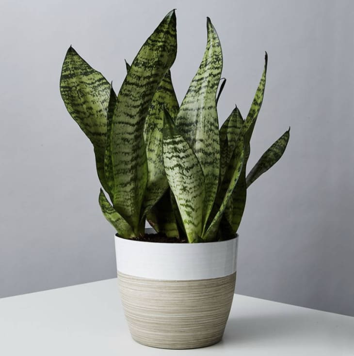 Snake plant in a pot from Plants.com