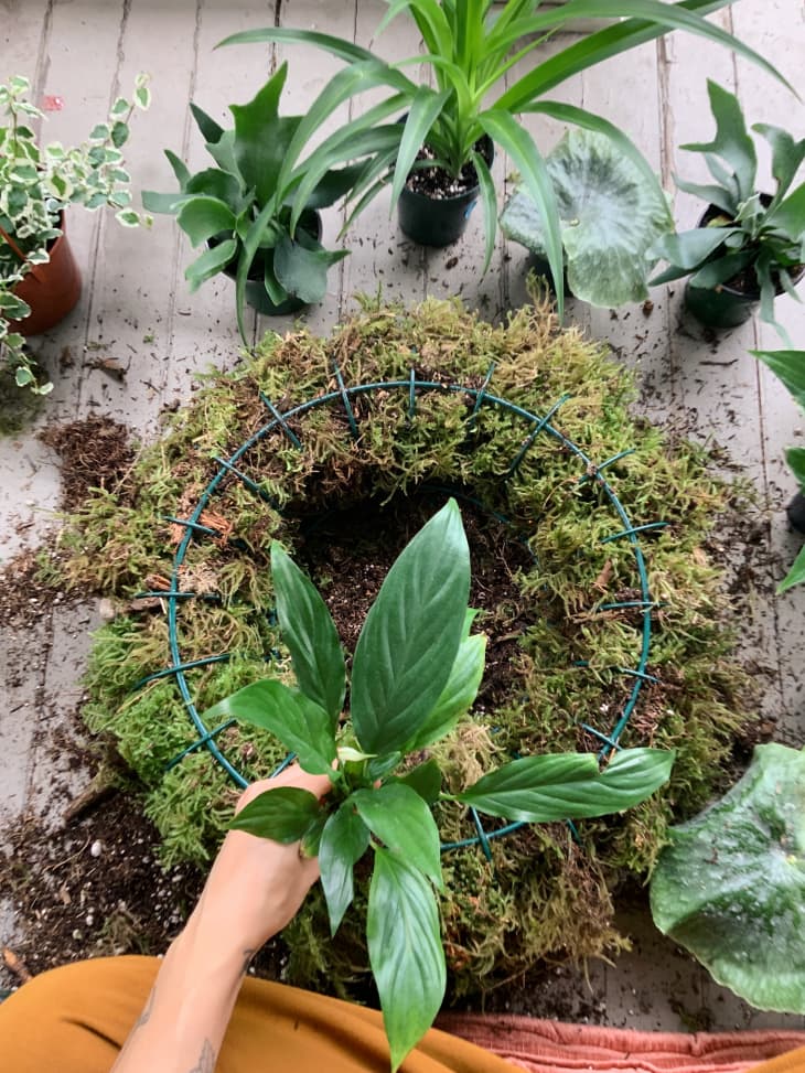 How to Make a DIY Plant Chandelier - Space-Saving Chandelier Planter |  Apartment Therapy