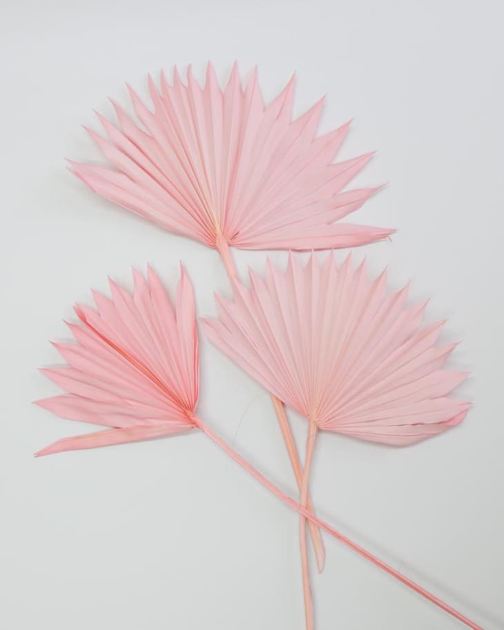 Pastel pink palm fans