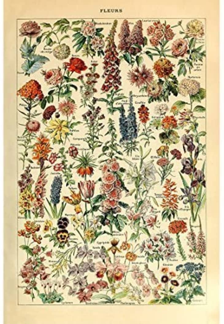 Vintage botanical poster from Amazon