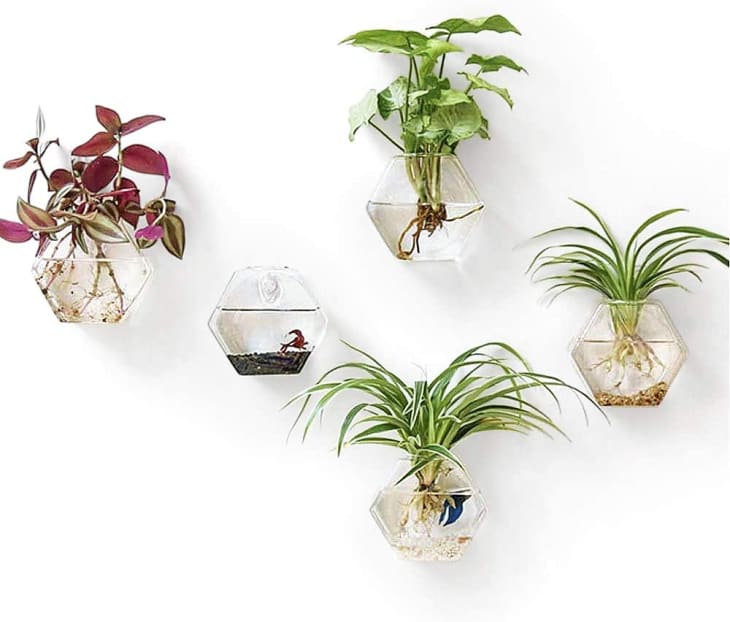 Wall terrariums from Amazon with plants in them