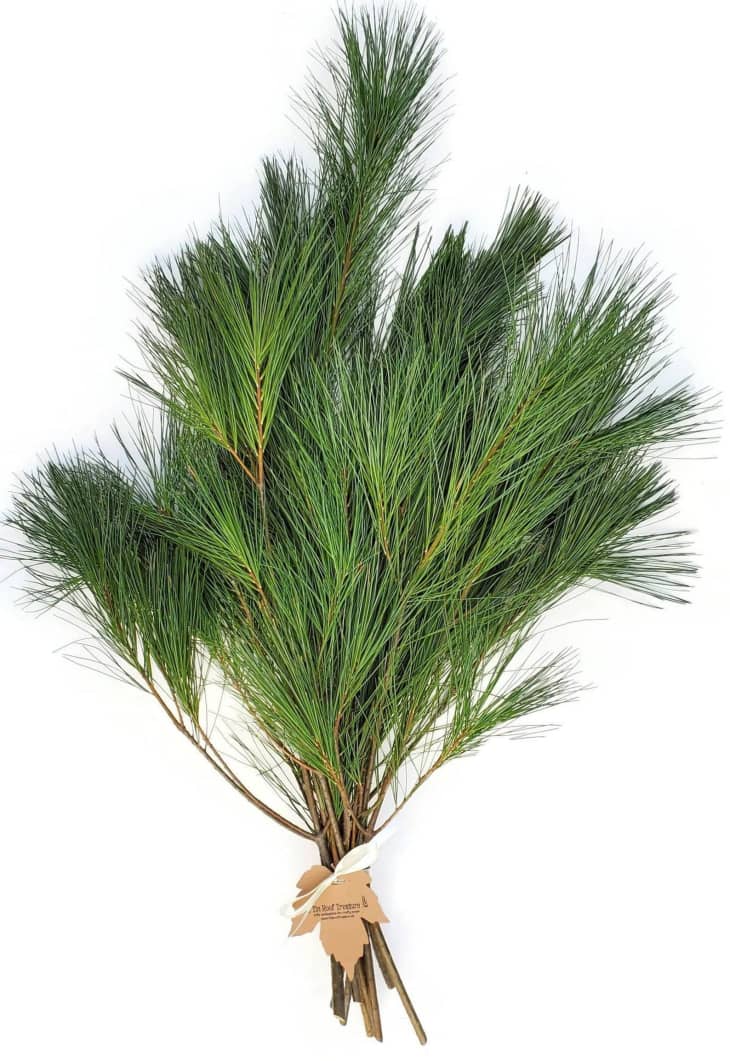Pine tree clippings tied in bundle