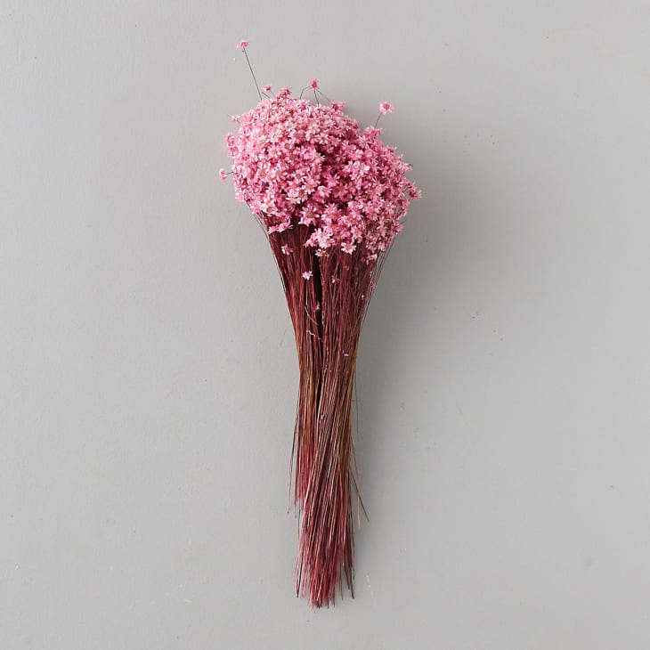 Pink dried glixia flowers