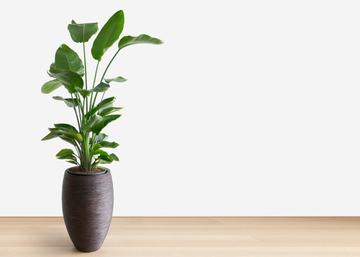 plant fertilizer indoor Nelson Indoor Plants Food 18-4-8