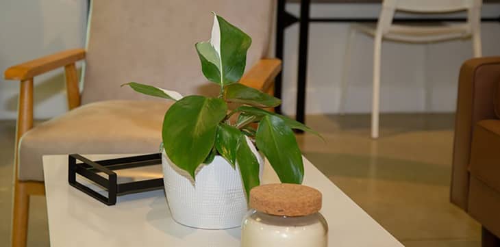 Philodendron ‘White Knight’ houseplant on coffee table