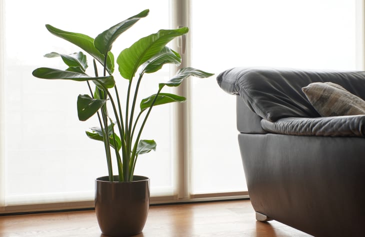 White Bird of Paradise (Strelitzia nicolai) in pot next to a sofa. shutterstock_1850542150