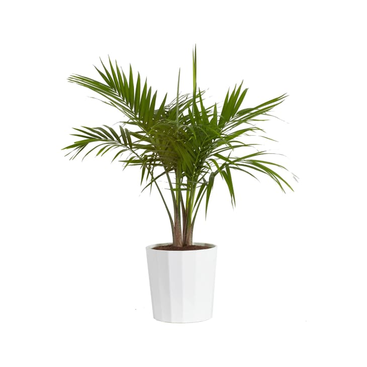 Product Image: Costa Farms Majesty Palm Live Plant, Live Indoor and Outdoor Palm Tree