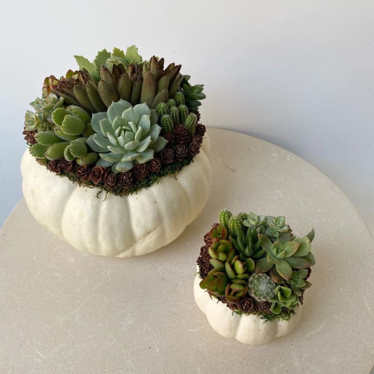 succulents planted in white pumpkins