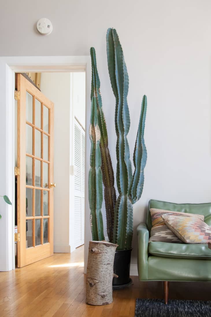 a tall potted cactus in an apartment