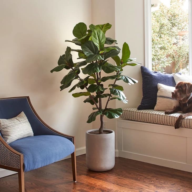 fiddle leaf tree in corner near blue arm chair and window seat with dog and blue pillows