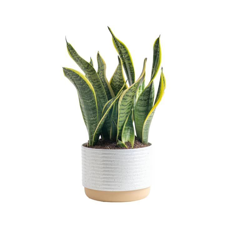 Costa Farms Live Snake Plant at Amazon