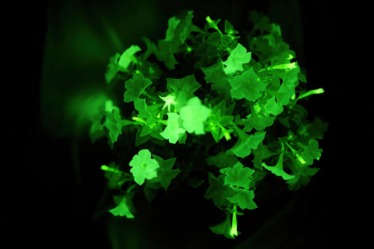 boobs plant Buy 'Blue Boobs' Cactus Australia