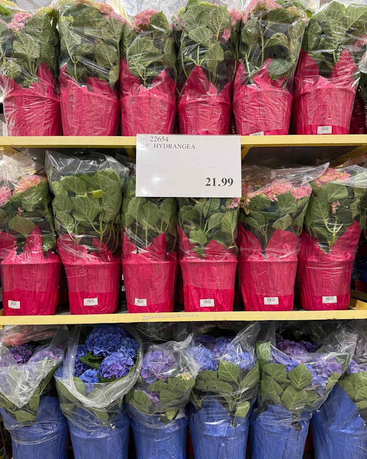 Costco Is Selling the Cutest $22 Potted Hydrangeas | Apartment Therapy