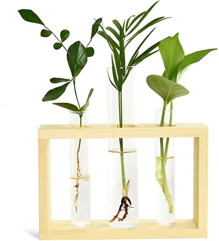 9 Propagation Vases That Are Super Stylish