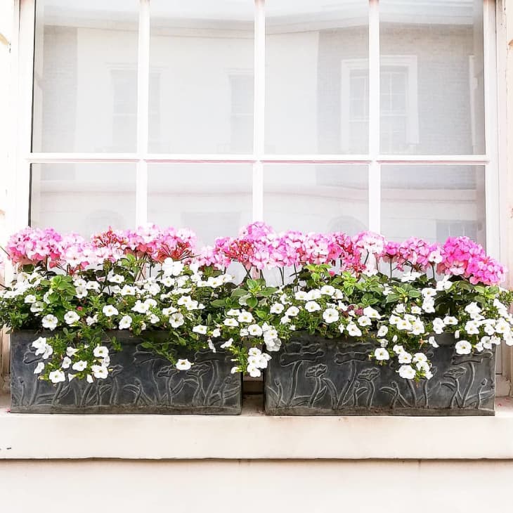 29 Window Box Flower Ideas With Photos Of Inspiring Plantings
