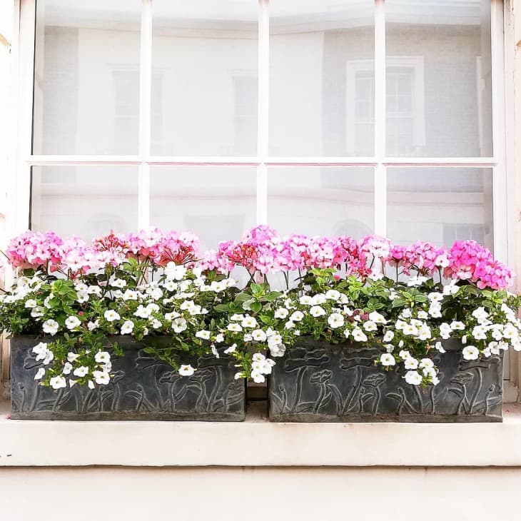 20 Window Box Flower Ideas What Flowers to Plant in Window Boxes Apartment Therapy