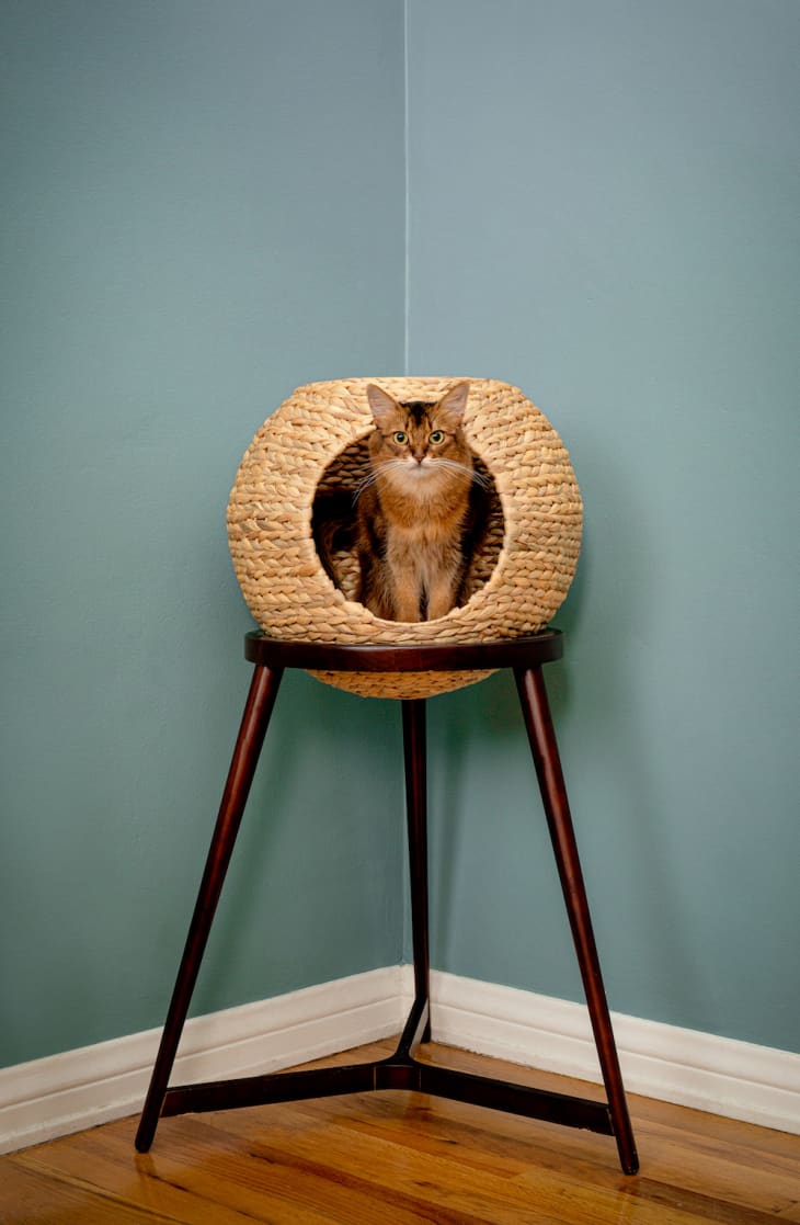 mini cat chair