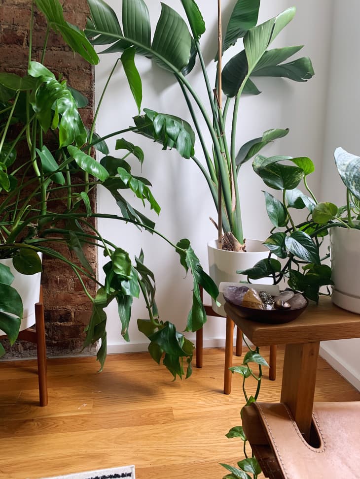 How Priscilla Agyeman Uses Plant Care for Self Care | Apartment Therapy