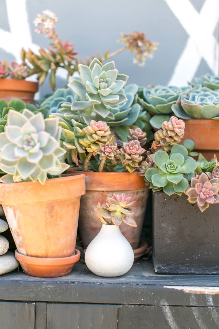 Visual Reference: Succulent Care How To Grow Succulents