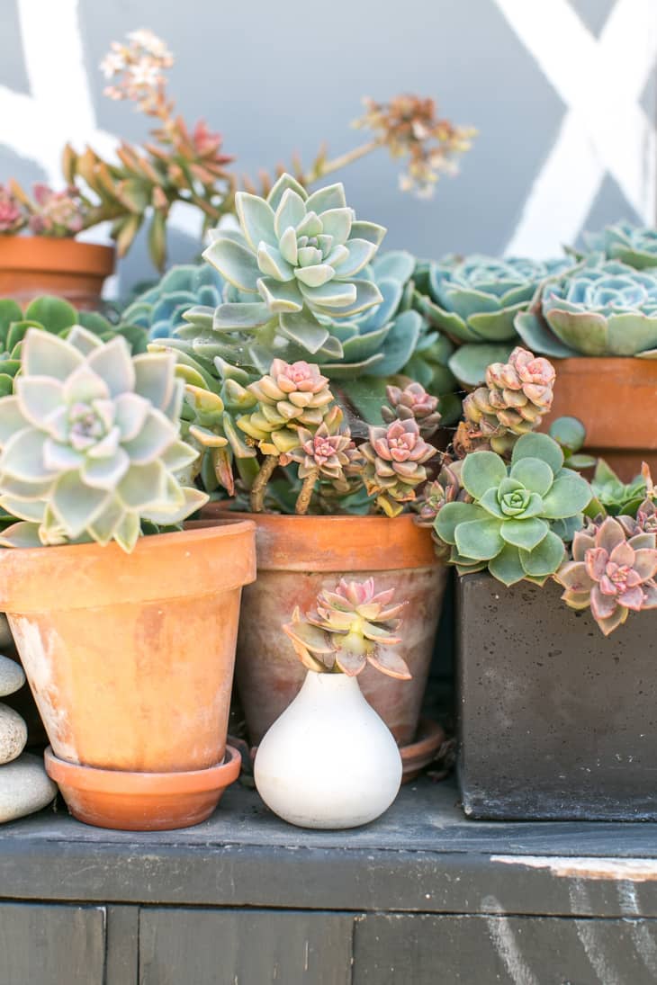 Succulent Care How To Grow Succulents Apartment Therapy