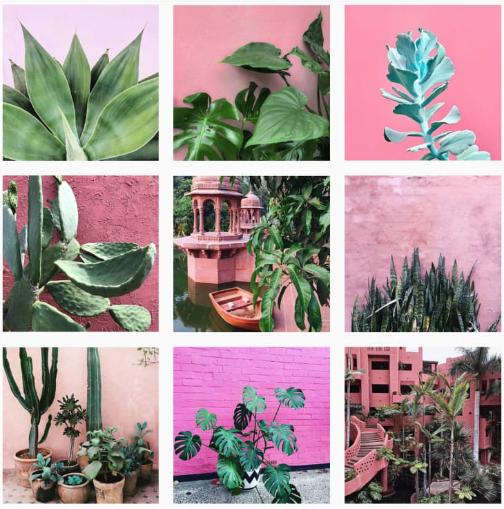 Best Plant Accounts to Follow on Instagram Apartment Therapy